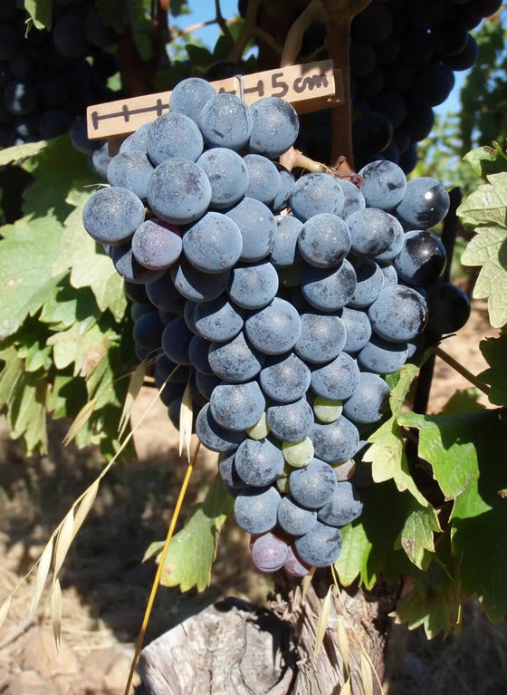 ENTAV 724