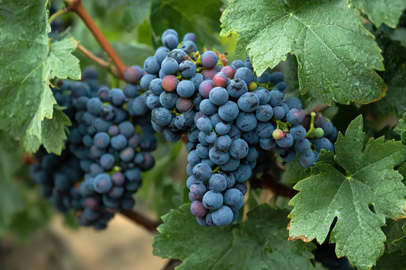 Uvas-Tintas Mundo Vinícola