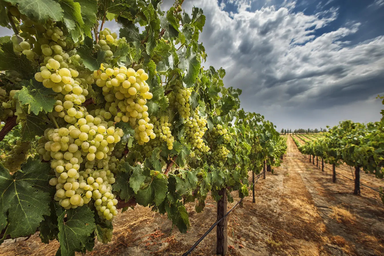 Uvas-Blancas Mundo Vinícola