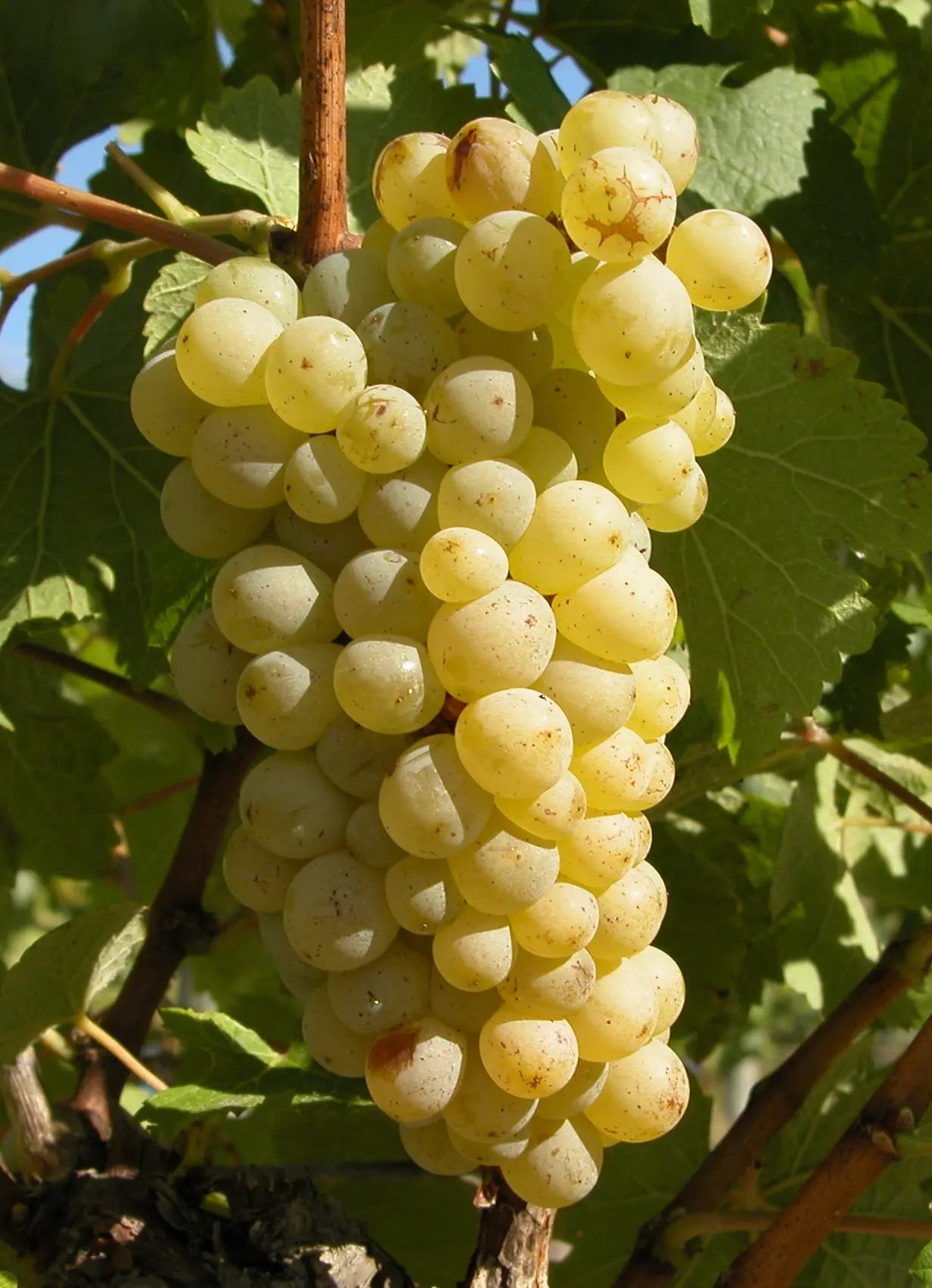 CHENIN BLANC Vitis Navarra