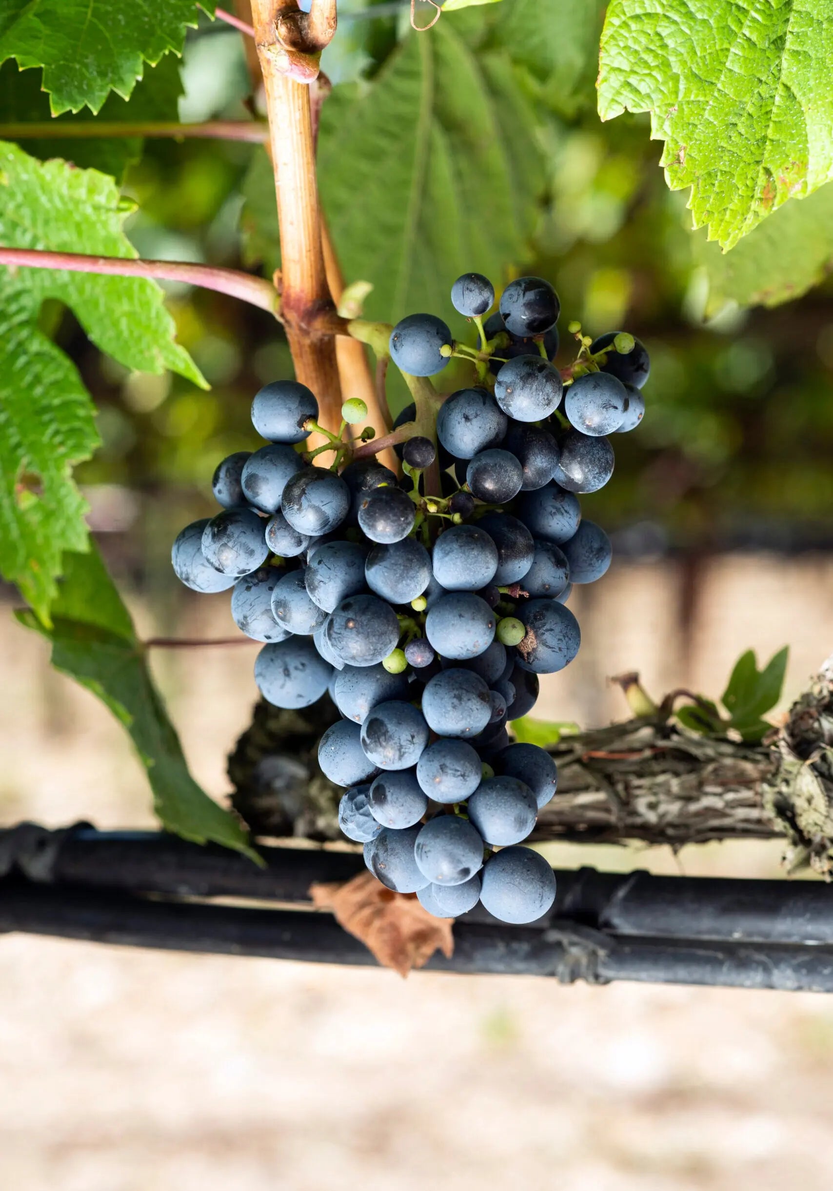 MALBEC Vitis Navarra