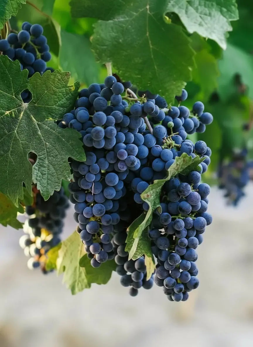 CABERNET FRANC Vitis Navarra