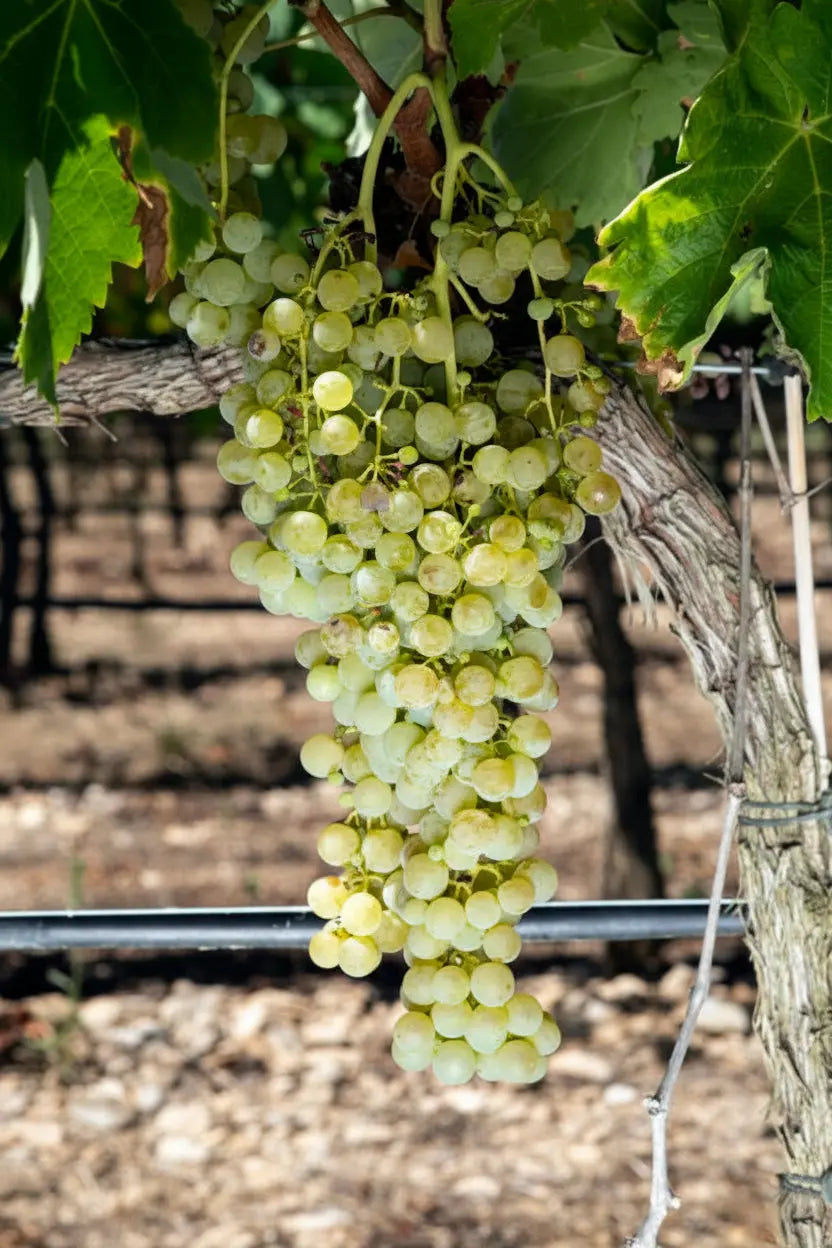 AIRÉN Vitis Navarra