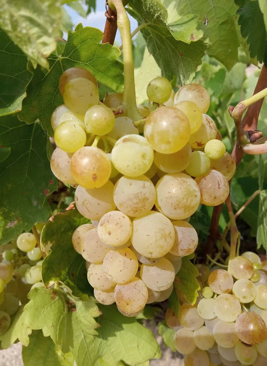 ALBILLO MAYOR Vitis Navarra