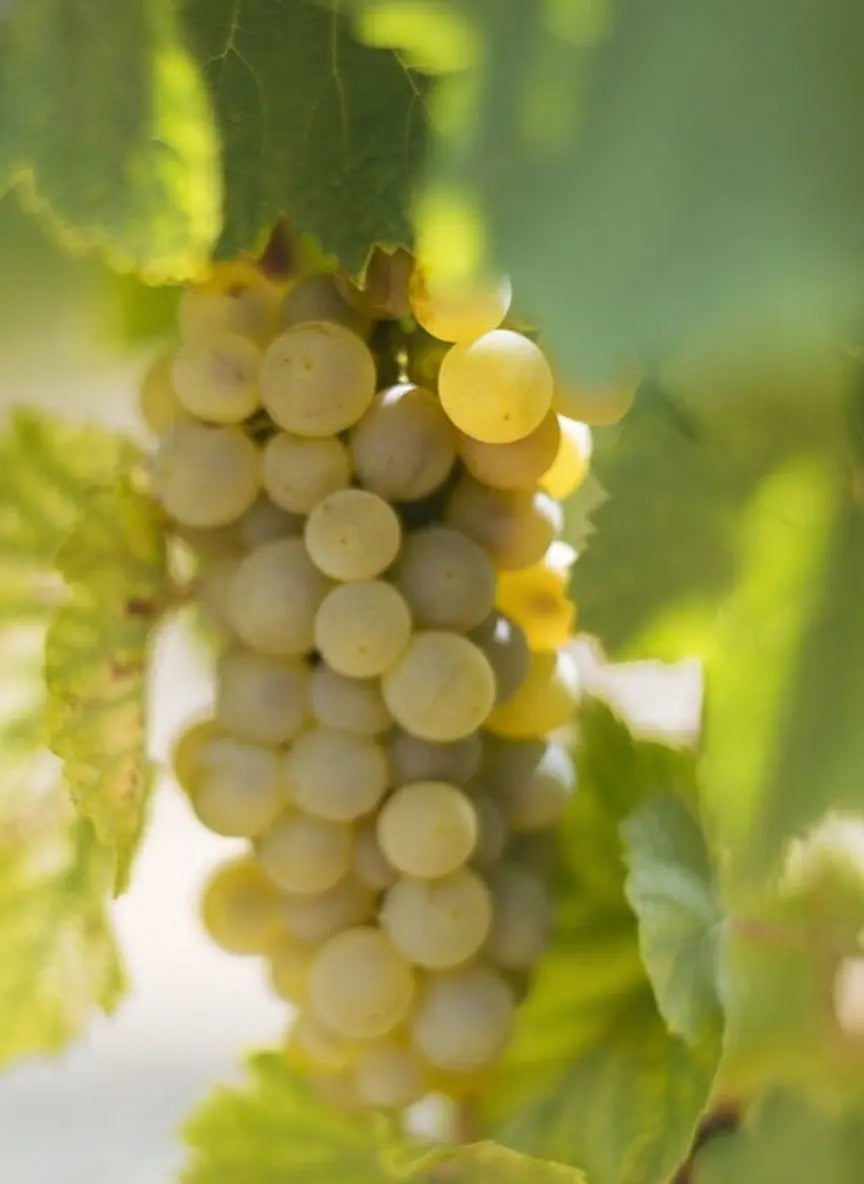 CHARDONNAY Mundo Vinícola