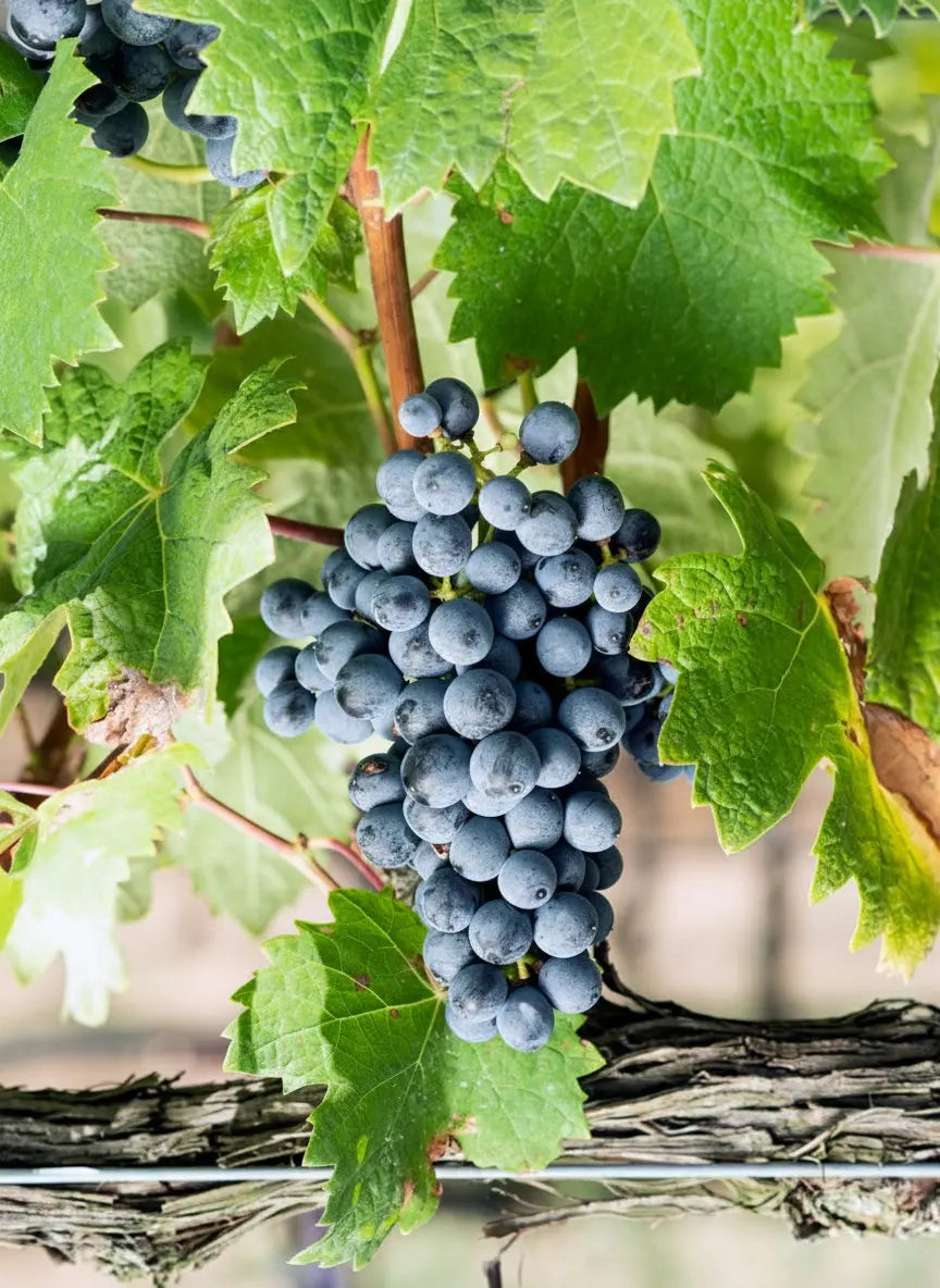 GRACIANO Vitis Navarra