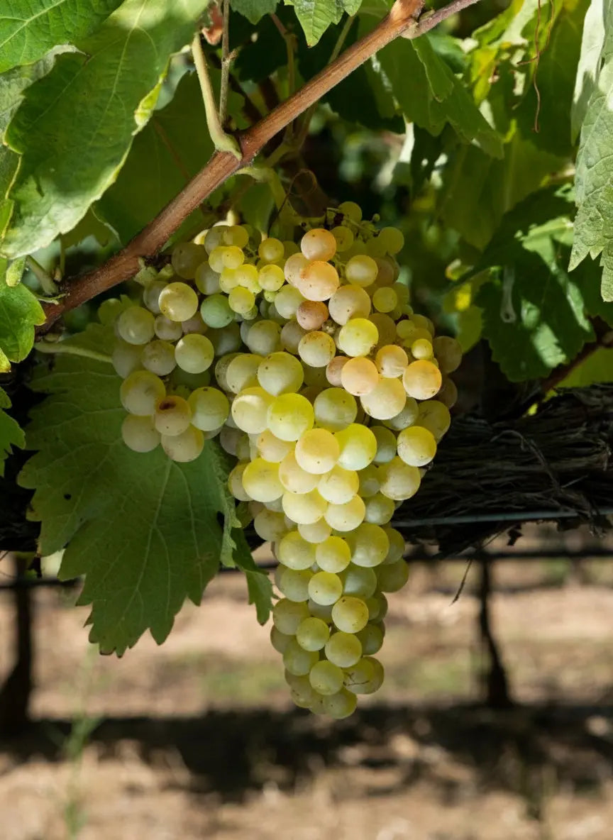 MACABEO Vitis Navarra