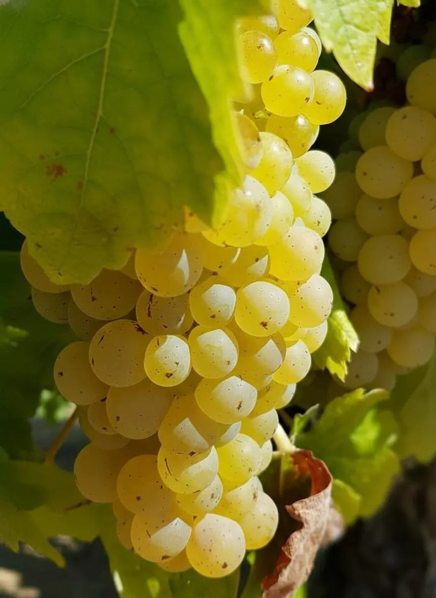 MALVASIA BANYALBUFAR Vitis Navarra