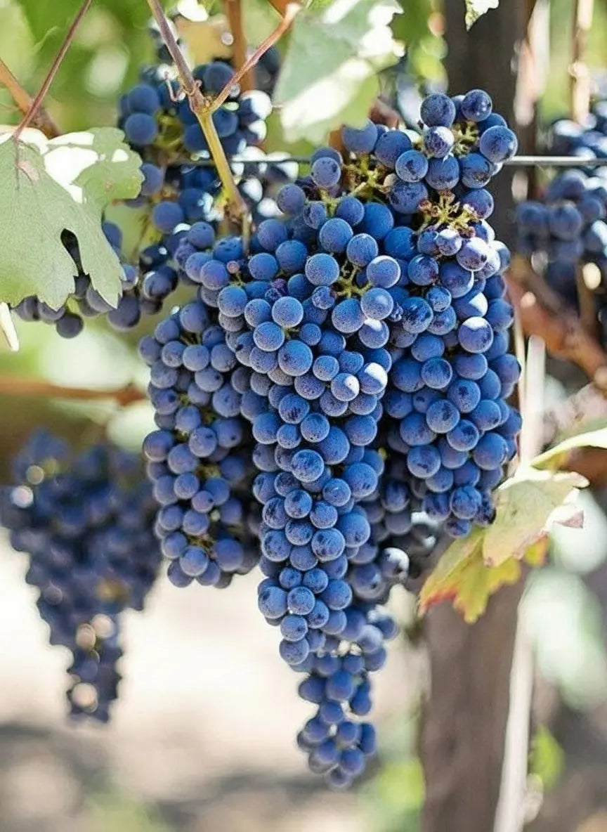 MERLOT Vitis Navarra