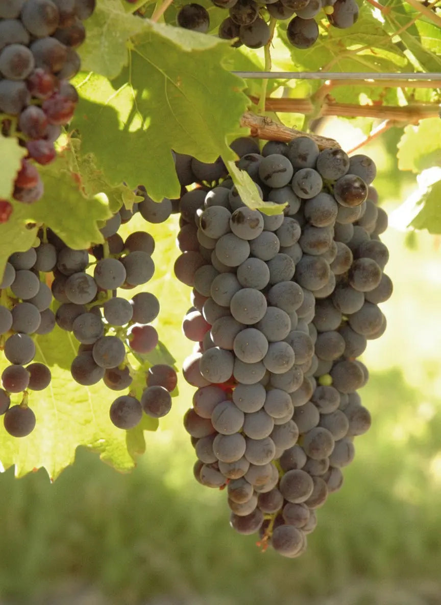 PETIT VERDOT Vitis Navarra